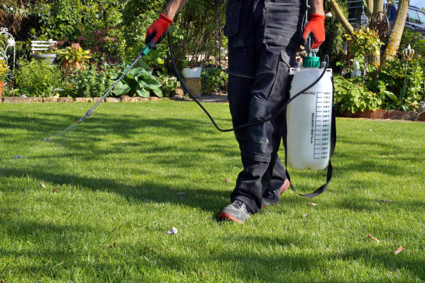 Before and After Pest Treatment Photos
